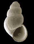 Setia alboranensis Peñas & Rolán, 2006Shell from Isla de Alborán (holotype, actual size 1.9 mm).