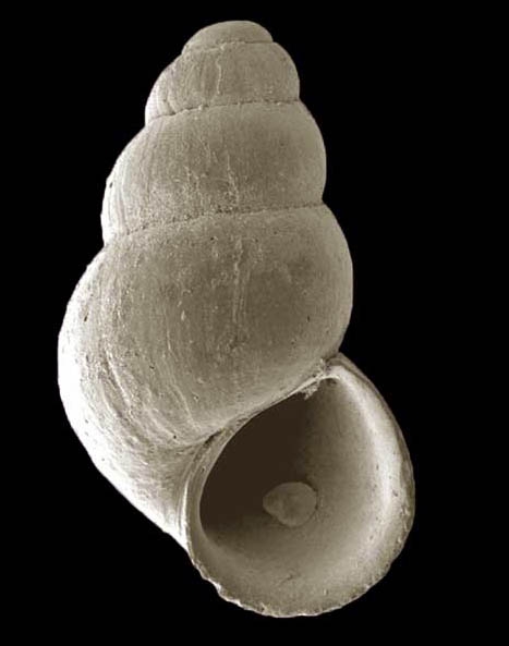 Setia alboranensis Pe�as & Rol�n, 2006Shell from Isla de Albor�n (holotype, actual size 1.9 mm).