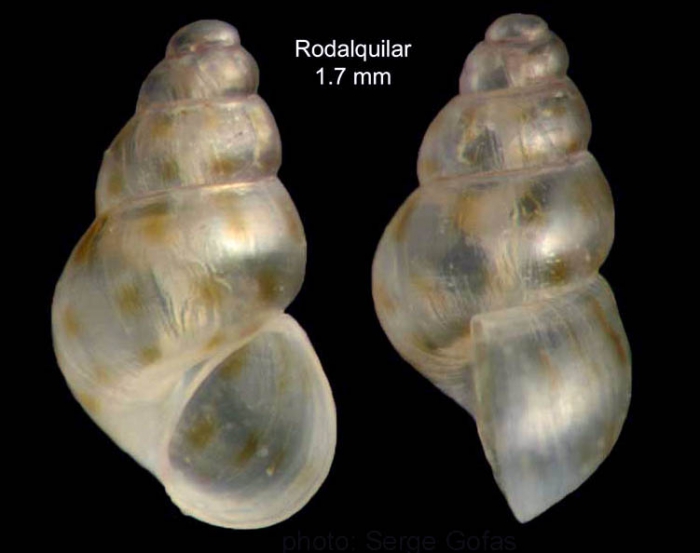 Setia amabilis (Locard, 1886)Specimen from Los Escullos, Almería, Spain (actual size 1.4 mm). Setia amabilis (Locard, 1886)Specimen from Los Escullos, Almería, Spain (actual size 1.4 mm).