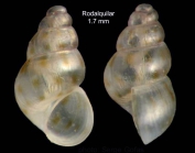 Setia amabilis (Locard, 1886)Specimen from Los Escullos, Almer, Spain (actual size 1.4 mm).