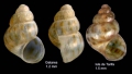 Mollusca (molluscs)