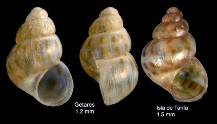 Setia pulcherrima (Jeffreys, 1848)Specimens from Getares, Spain (actual size 1.2 mm) and from Tarifa, Spain (actual size 1.5 mm) Setia pulcherrima (Jeffreys, 1848)Specimens from Getares, Spain (actual size 1.2 mm) and from Tarifa, Spain (actual size 1.5 mm)