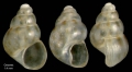 Mollusca (molluscs)