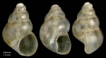 Setia anselmoi (van Aartsen & Engl, 1999)Specimen from Getares, Spain (actual size 1.4 mm).