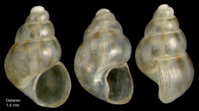 Setia anselmoi (van Aartsen & Engl, 1999)Specimen from Getares, Spain (actual size 1.4 mm). Setia anselmoi (van Aartsen & Engl, 1999)Specimen from Getares, Spain (actual size 1.4 mm).