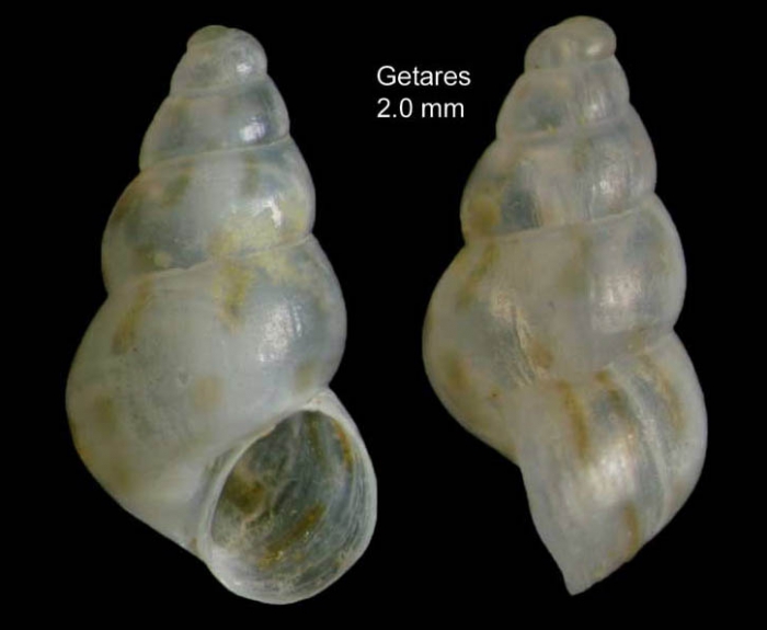 Setia slikorum (Verduin, 1984)Specimen from Getares, Spain (actual size 2.0 mm). Setia slikorum (Verduin, 1984)Specimen from Getares, Spain (actual size 2.0 mm).