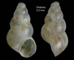 Setia slikorum (Verduin, 1984)Specimen from Getares, Spain (actual size 2.0 mm).