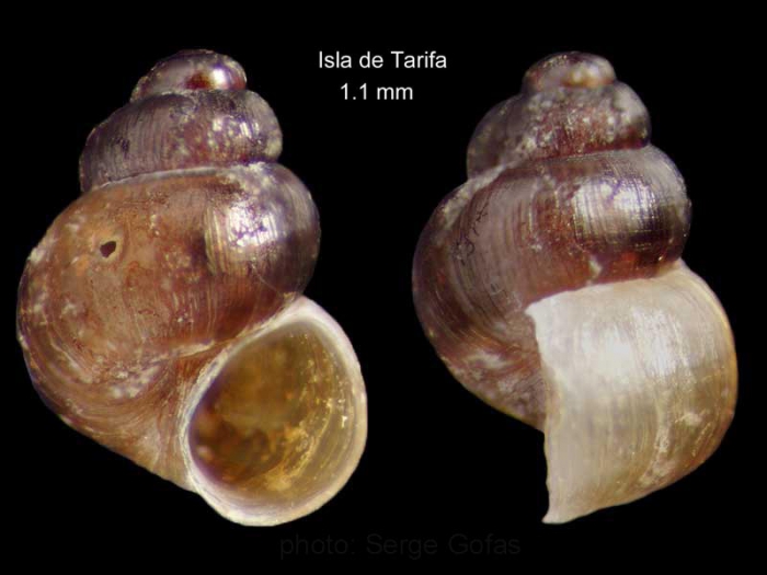 Setia fusca (Philippi, 1841)Specimen from Tarifa, Spain (actual size 1.1 mm). Setia fusca (Philippi, 1841)Specimen from Tarifa, Spain (actual size 1.1 mm).