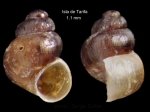 Setia fusca (Philippi, 1841)Specimen from Tarifa, Spain (actual size 1.1 mm).