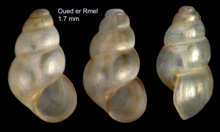 Setia gittenbergeri (Verduin, 1984)Specimens from W. of Ksar Sghir, Morocco (actual size 1.7 mm)