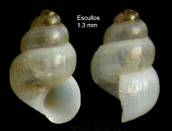 Setia turriculata Monterosato, 1884Specimen from Los Escullos, Almería, Spain (actual size 1.3 mm). Setia turriculata Monterosato, 1884Specimen from Los Escullos, Almería, Spain (actual size 1.3 mm).