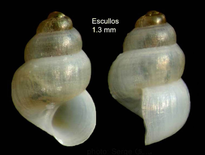Setia turriculata Monterosato, 1884Specimen from Los Escullos, Almería, Spain (actual size 1.3 mm).
