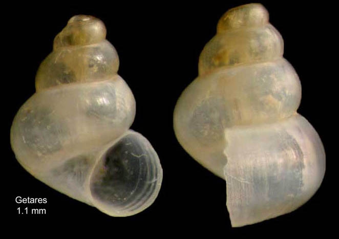 Setia bruggeni (Verduin, 1984)Specimen from Getares, Spain (actual size 1.1 mm). Setia bruggeni (Verduin, 1984)Specimen from Getares, Spain (actual size 1.1 mm).