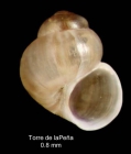 Setia lacourti (Verduin, 1984)Specimen from Torre de la Pea, Tarifa, Spain (actual size 0.8 mm).