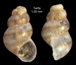 Setia microbia H.J. Hoenselaar & J. Hoenselaar, 1991Specimen from Tarifa, Spain (actual size 1.0 mm)