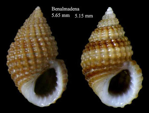 Alvania cimex (Linnaeus, 1758)Specimens from Benalmádena, Spain (actual sizes 5.2 and 5.7 mm).