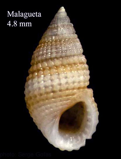 Alvania geryonia (Nardo, 1847)Shell from La Malagueta, Mlaga, Spain (actual size 4.8 mm).