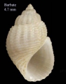 Mollusca (molluscs)