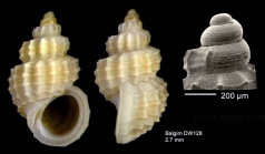 Alvania zetlandica (Montagu, 1815) Shell from Isla de Albor (-480 m)  (actual size 2.7 mm), and SEM of protocnch of another shell, same locality