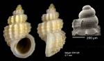 Alvania zetlandica (Montagu, 1815) Shell from Isla de Alborán (-480 m)  (actual size 2.7 mm), and SEM of protocnch of another shell, same locality