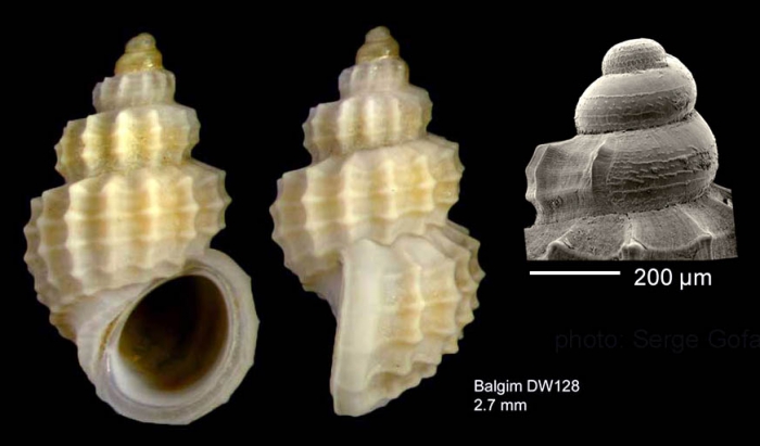 Alvania zetlandica (Montagu, 1815) Shell from Isla de Albor�n (-480 m)  (actual size 2.7 mm), and SEM of protocnch of another shell, same locality