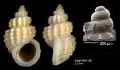 Alvania zetlandica (Montagu, 1815) Shell from Isla de Alborn (-480 m)  (actual size 2.7 mm), and SEM of protocnch of another shell, same locality