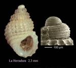 Alvania nestaresi Oliverio & Amati, 1990Specimen from La Herradura, Granada, Spain (actual size 2.3 mm), and protoconch of another specimen, same locality.