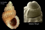 Alvania subcrenulata (Bucquoy, Dautzenberg & Dollfus, 1884)Specimen from Los Escullos, Almería, Spain (actual size 2.9 mm), and protoconch of another shell from Getares, Spain.
