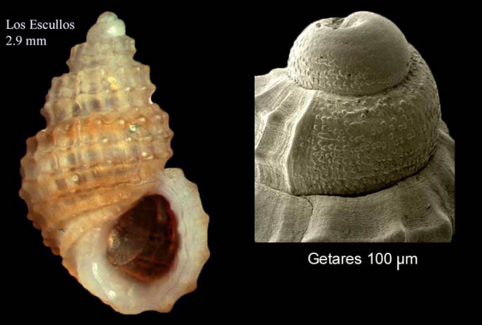 Alvania subcrenulata (Bucquoy, Dautzenberg & Dollfus, 1884)Specimen from Los Escullos, Almera, Spain (actual size 2.9 mm), and protoconch of another shell from Getares, Spain.