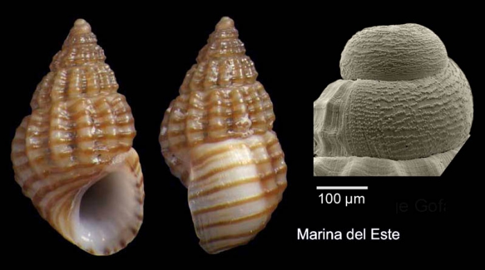 Alvania lineata Risso, 1826Specimen from Marina del Este, Granada, Spain, Granada (actual size 4.3 mm), and protoconch, same locality.