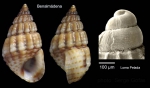 Alvania montagui (Payraudeau, 1826)Specimen from Benalmádena, Spain (actual size 4.5 mm), and protoconch of a specimen from Cabo de Gata, Spain.