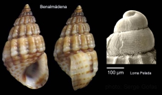 Alvania montagui (Payraudeau, 1826)Specimen from Benalmdena, Spain (actual size 4.5 mm), and protoconch of a specimen from Cabo de Gata, Spain.