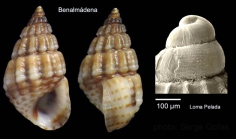Alvania montagui (Payraudeau, 1826)Specimen from Benalmena, Spain (actual size 4.5 mm), and protoconch of a specimen from Cabo de Gata, Spain.