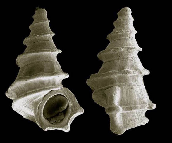 Alvania alboranensis Peñas & Rolán, 2006Shell from Isla de Alborán (holotype, coll. MNCN, actual size 3.7 mm). Alvania alboranensis Peñas & Rolán, 2006Shell from Isla de Alborán (holotype, coll. MNCN, actual size 3.7 mm).