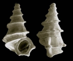 Alvania alboranensis Peñas & Rolán, 2006Shell from Isla de Alborán (holotype, coll. MNCN, actual size 3.7 mm).