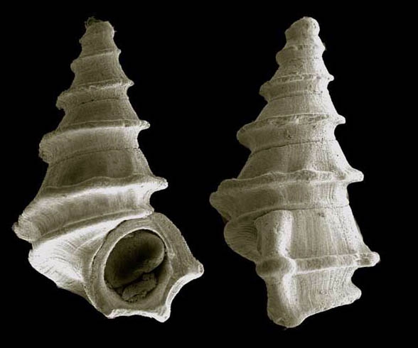 Alvania alboranensis Pe�as & Rol�n, 2006Shell from Isla de Albor�n (holotype, coll. MNCN, actual size 3.7 mm).