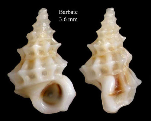 Alvania tessellata Weinkauff, 1868Specimen from Barbate, Spain (actual size 3.6 mm).