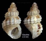 Alvania scabra (Philippi, 1844)Specimen from Los Escullos, Almería, Spain (actual size 2.3 mm).