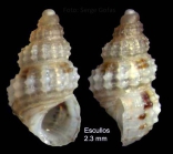 Alvania scabra (Philippi, 1844)Specimen from Los Escullos, Almera, Spain (actual size 2.3 mm).