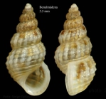 Alvania rudis (Philippi, 1844)Specimen from Benalmádena, Spain (actual size 3.5 mm).