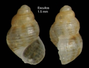 Alvania simulans Locard, 1886Specimen from Los Escullos, Almería, Spain (actual size 1.5 mm).