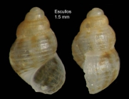 Alvania simulans Locard, 1886Specimen from Los Escullos, Almer, Spain (actual size 1.5 mm).