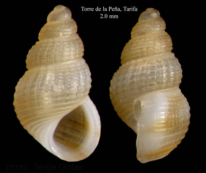 Alvania parvula (Jeffreys, 1884)Specimen from Torre de la Peña, Tarifa, Spain (actual size 2.0 mm). Alvania parvula (Jeffreys, 1884)Specimen from Torre de la Peña, Tarifa, Spain (actual size 2.0 mm).