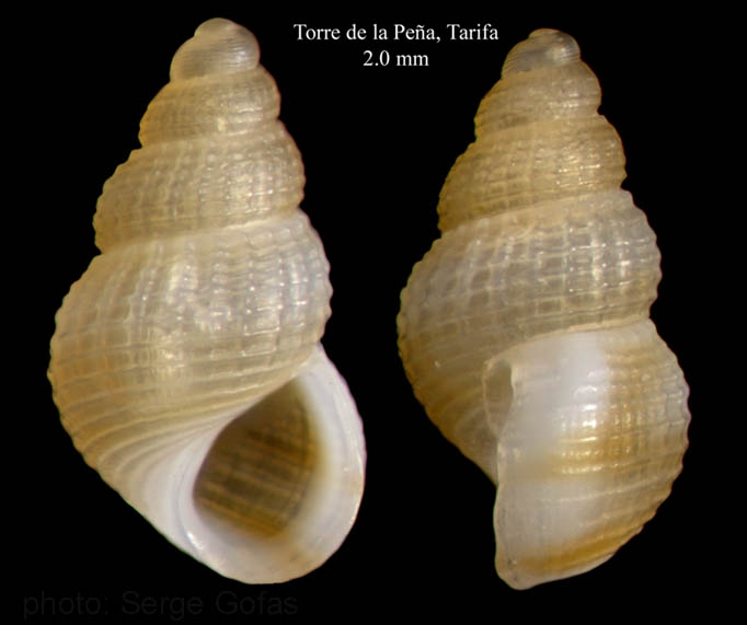 Alvania parvula (Jeffreys, 1884)Specimen from Torre de la Pe�a, Tarifa, Spain (actual size 2.0 mm).