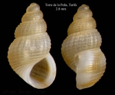 Alvania parvula (Jeffreys, 1884)Specimen from Torre de la Pea, Tarifa, Spain (actual size 2.0 mm).