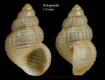 Alvania punctura (Montagu, 1803) Specimen from Sotogrande, Cádiz (actual size 1.8 mm).