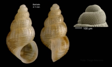 Alvania vermaasi van Aartsen, 1975Specimen from Barbate, Spain (actual size 2.1 mm), and protoconch of a shell from Xauen bank (170 m), Alboran sea.