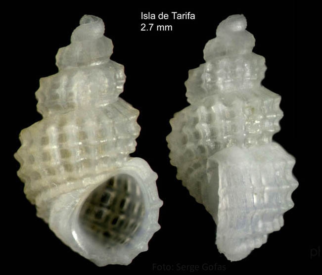 Alvania fischeri (Jeffreys, 1884)Shell from Tarifa, Spain (actual size 2.7 mm). Alvania fischeri (Jeffreys, 1884)Shell from Tarifa, Spain (actual size 2.7 mm).