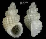Alvania fischeri (Jeffreys, 1884)Shell from Tarifa, Spain (actual size 2.7 mm).
