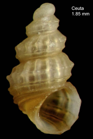 Alvania skylla Tisselli & Micali, 2023Specimen from Ceuta, Strait of Gibraltar (actual size 1.9 mm). Alvania skylla Tisselli & Micali, 2023Specimen from Ceuta, Strait of Gibraltar (actual size 1.9 mm).